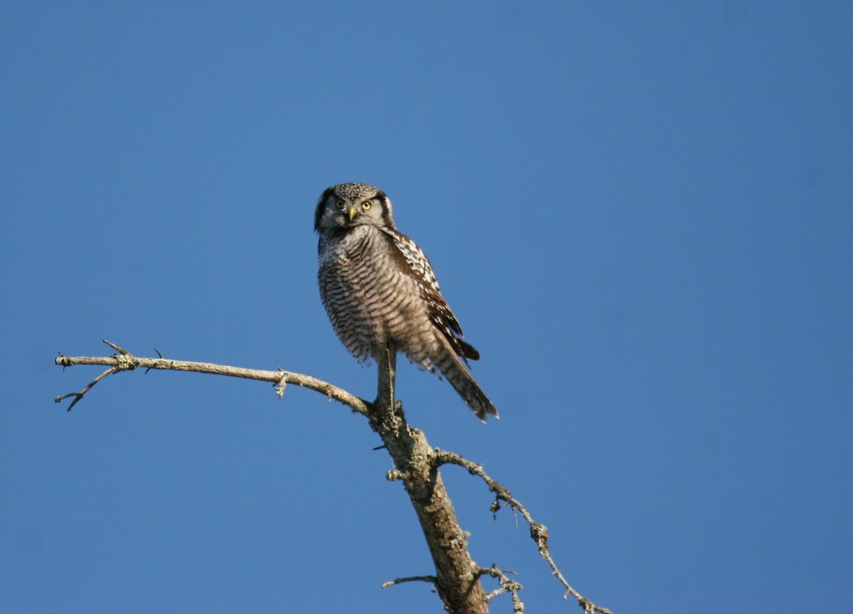 Northern Hawk Owl - Turk Duddy