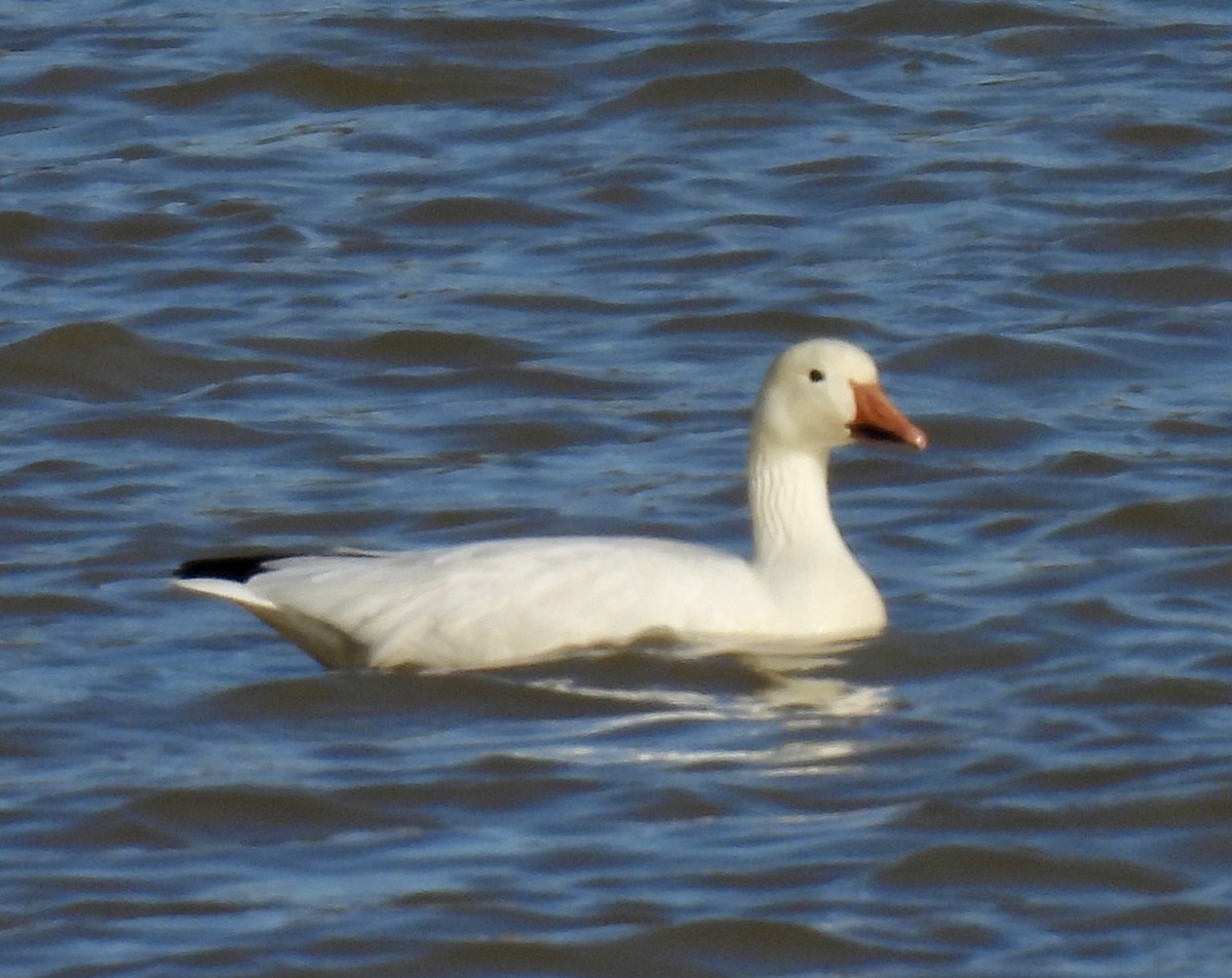 Snow Goose - ML614272829