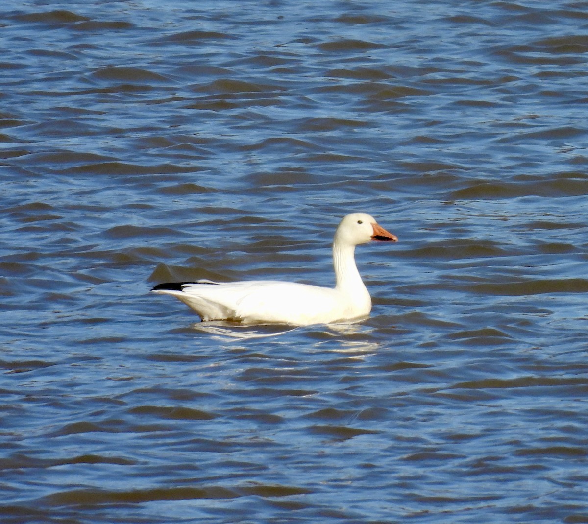 Snow Goose - joe faulkner