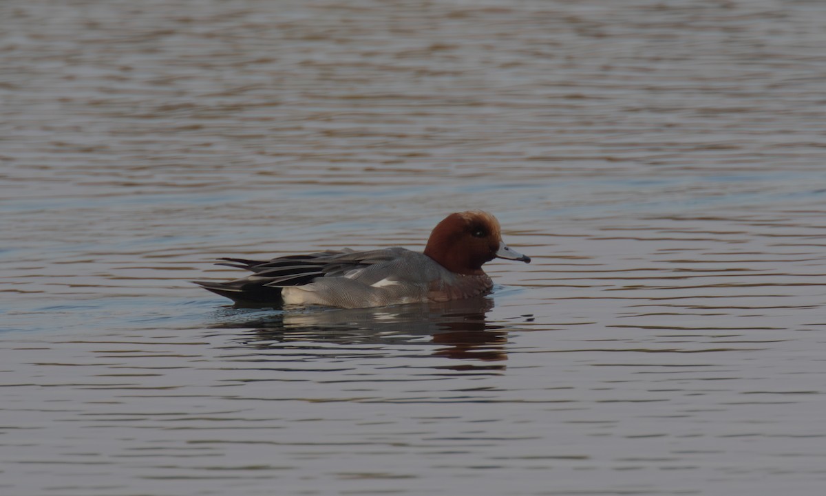 Eurasian Wigeon - simon walkley