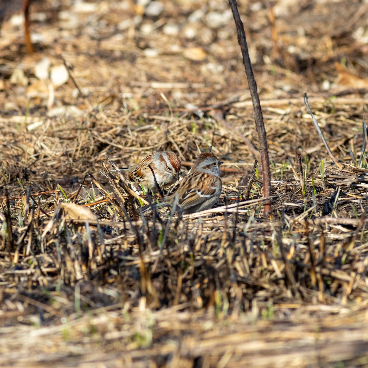 American Tree Sparrow - ML614272865