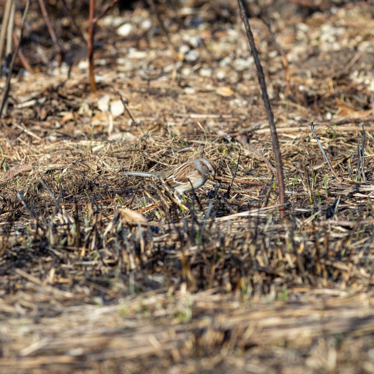 American Tree Sparrow - Scott Priebe