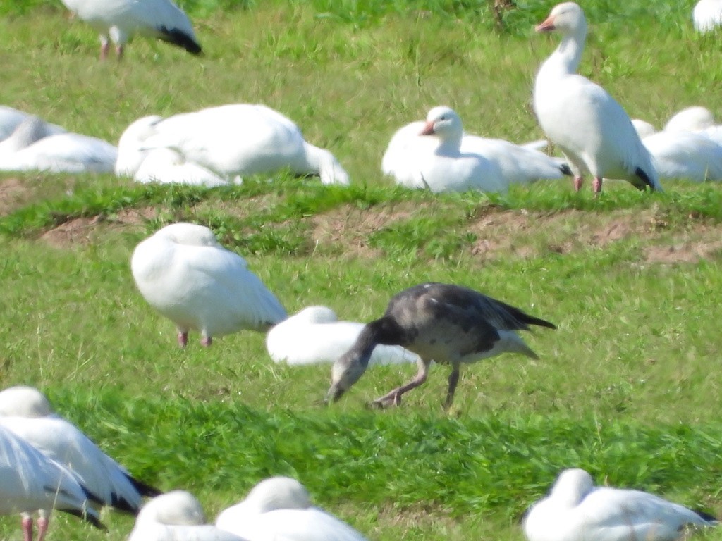 Snow Goose - Jane Schrenzel