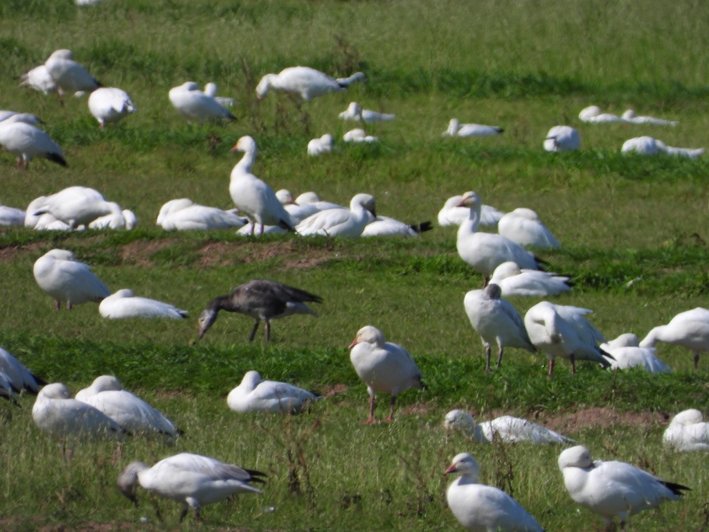 Snow Goose - Jane Schrenzel