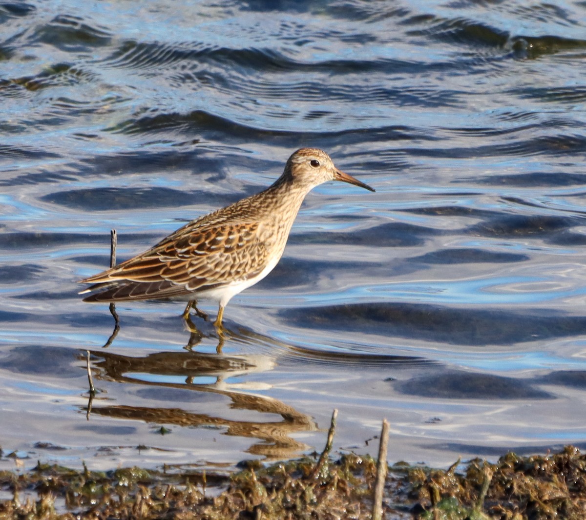 Graubrust-Strandläufer - ML614272935