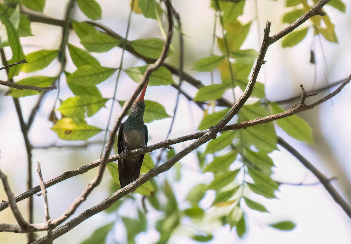 kolibřík bělořitý - ML614272950