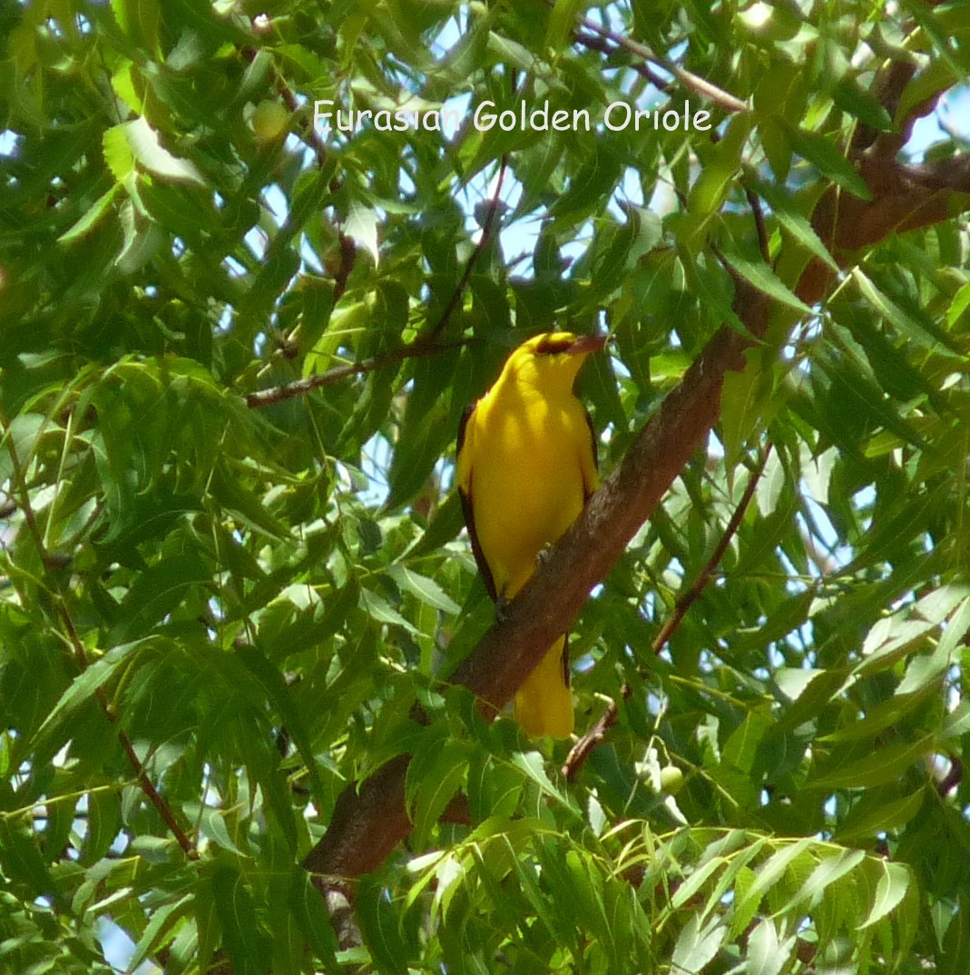 African Golden Oriole - ML614272994