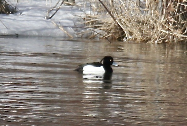 Tufted Duck - ML614273074