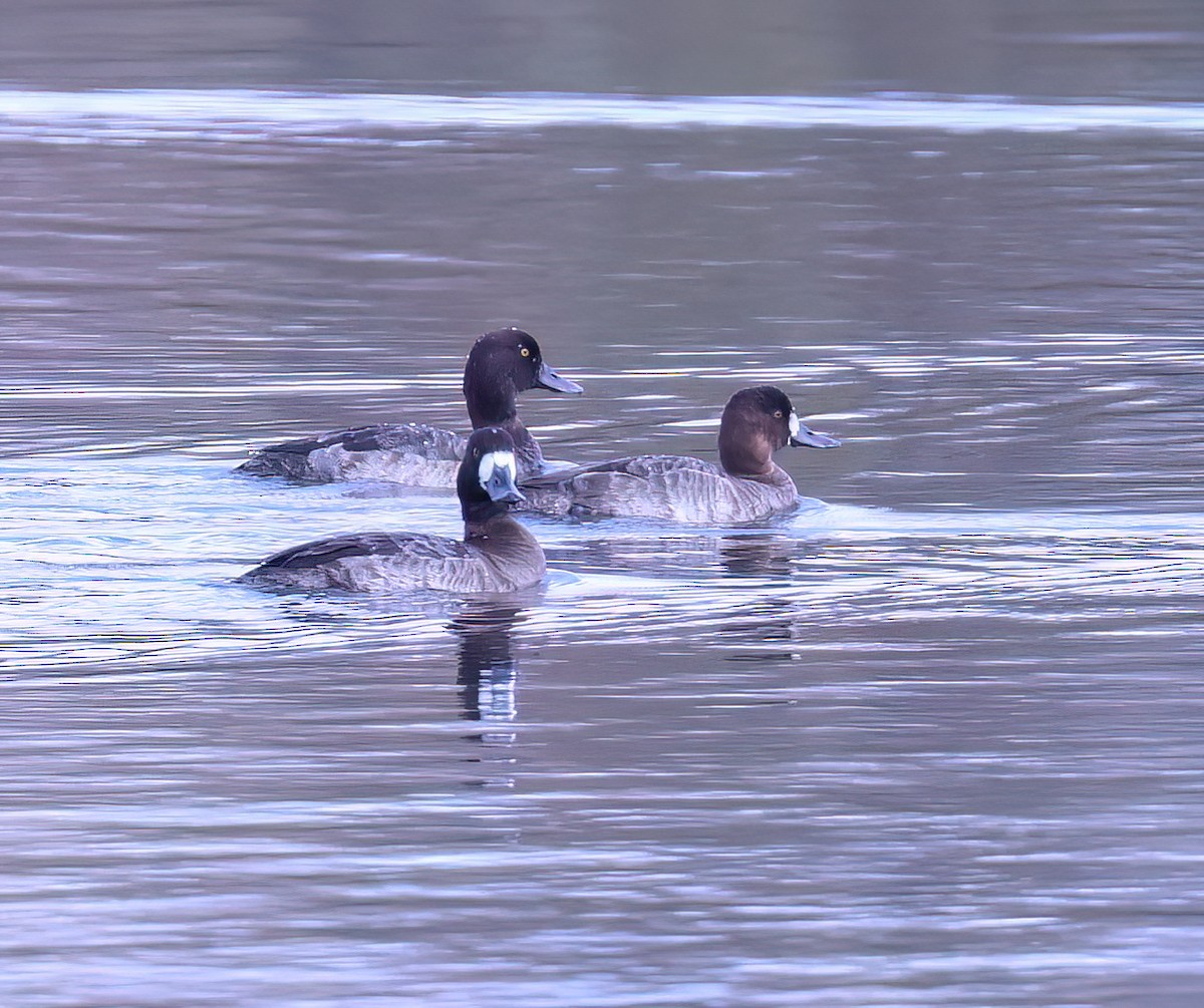 Greater Scaup - ML614273257