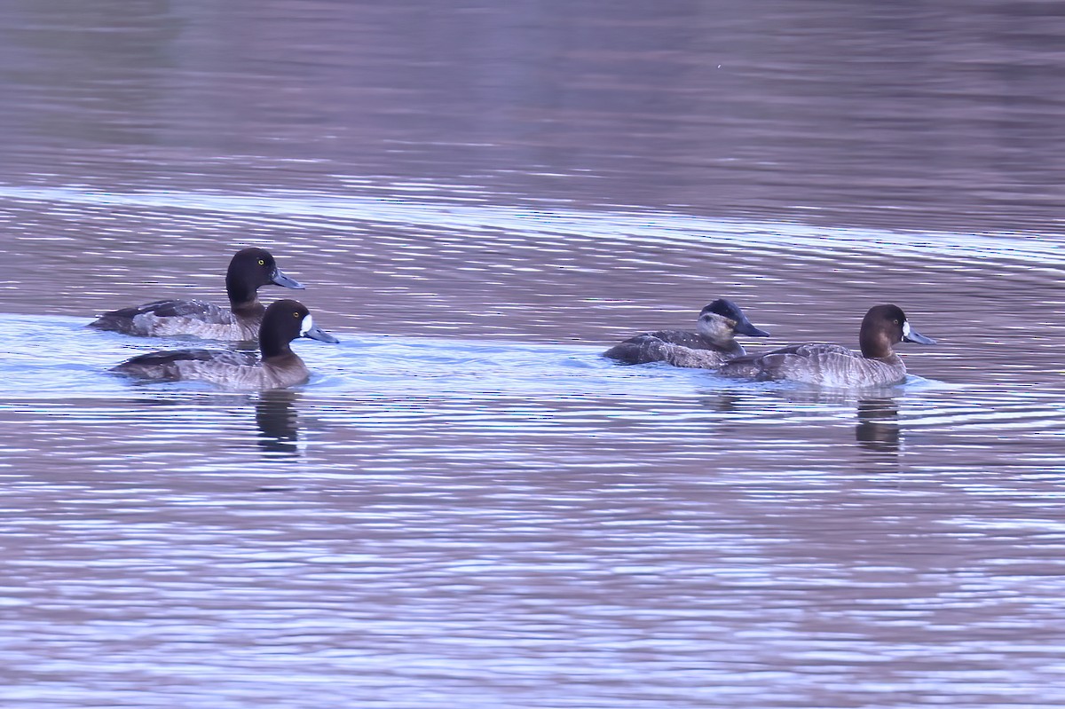 Greater Scaup - ML614273258