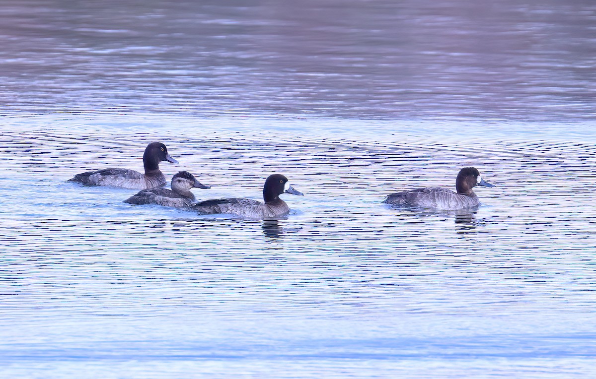 Greater Scaup - ML614273259