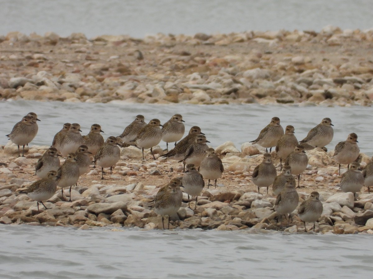 European Golden-Plover - ML614273289