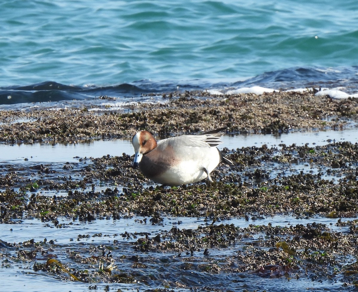 Eurasian Wigeon - ML614273381