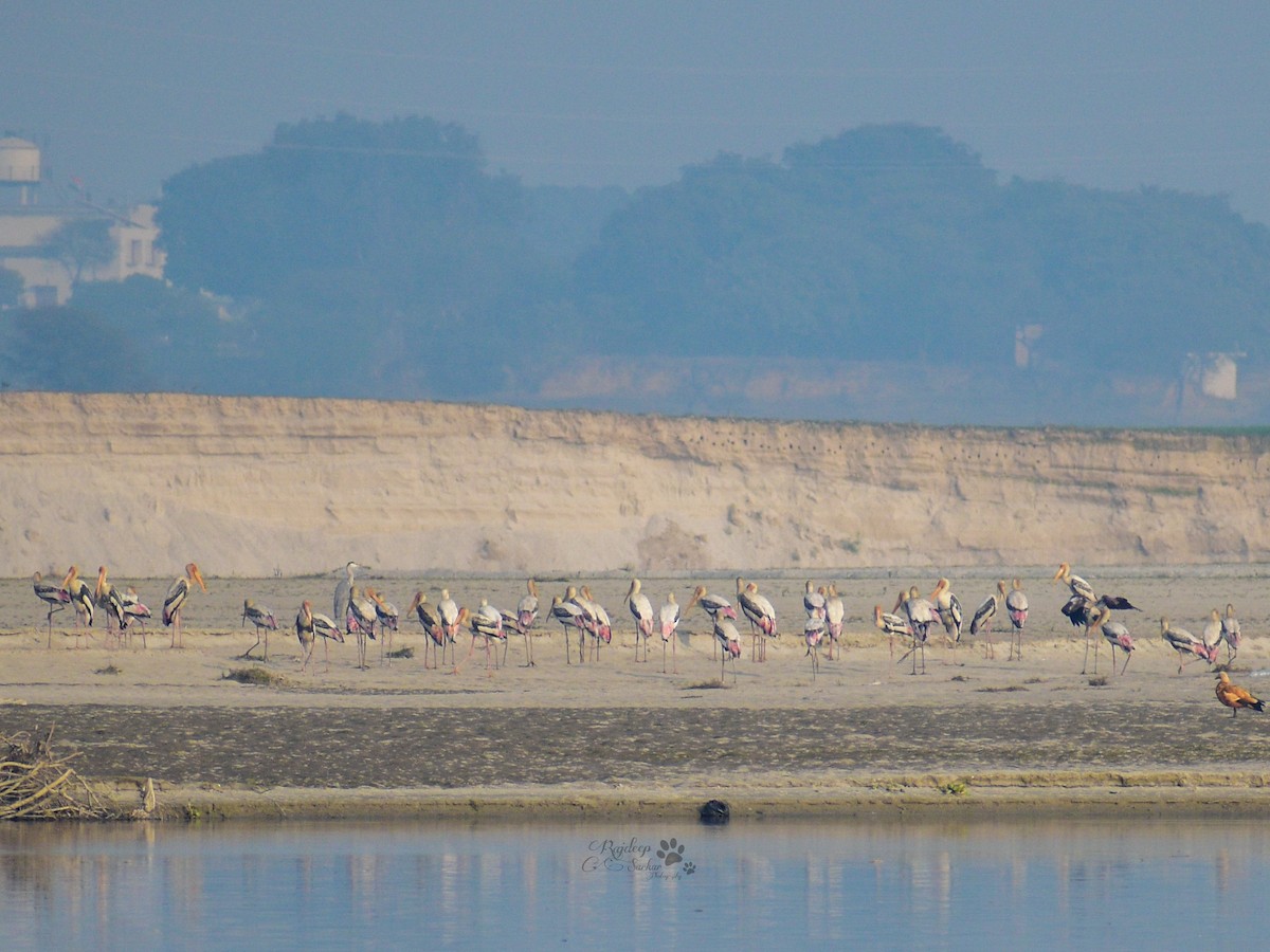 Painted Stork - ML614273391