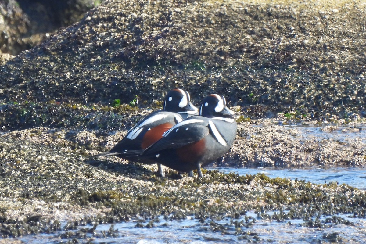 Harlequin Duck - ML614273411