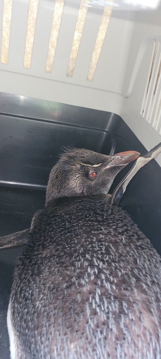 Southern Rockhopper Penguin (Eastern) - Jemima Gardiner