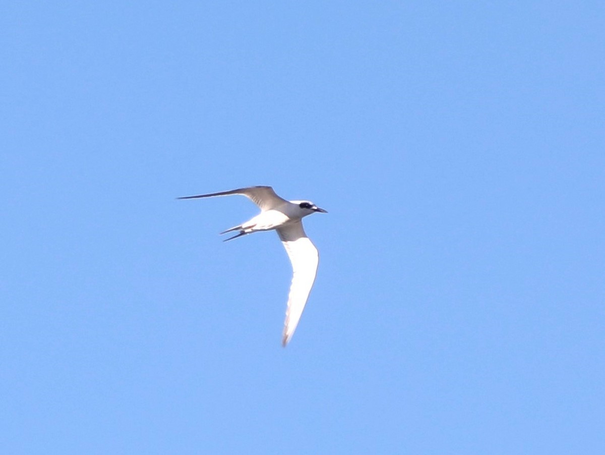 Forster's Tern - ML614273464