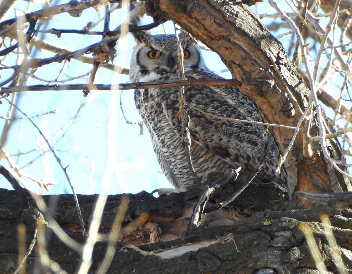 Great Horned Owl - ML614273541