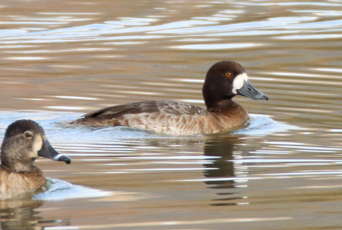 Greater Scaup - ML614273667
