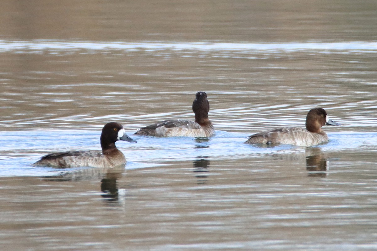 Greater Scaup - ML614273707