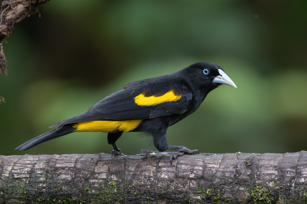 Yellow-rumped Cacique - ML614273738