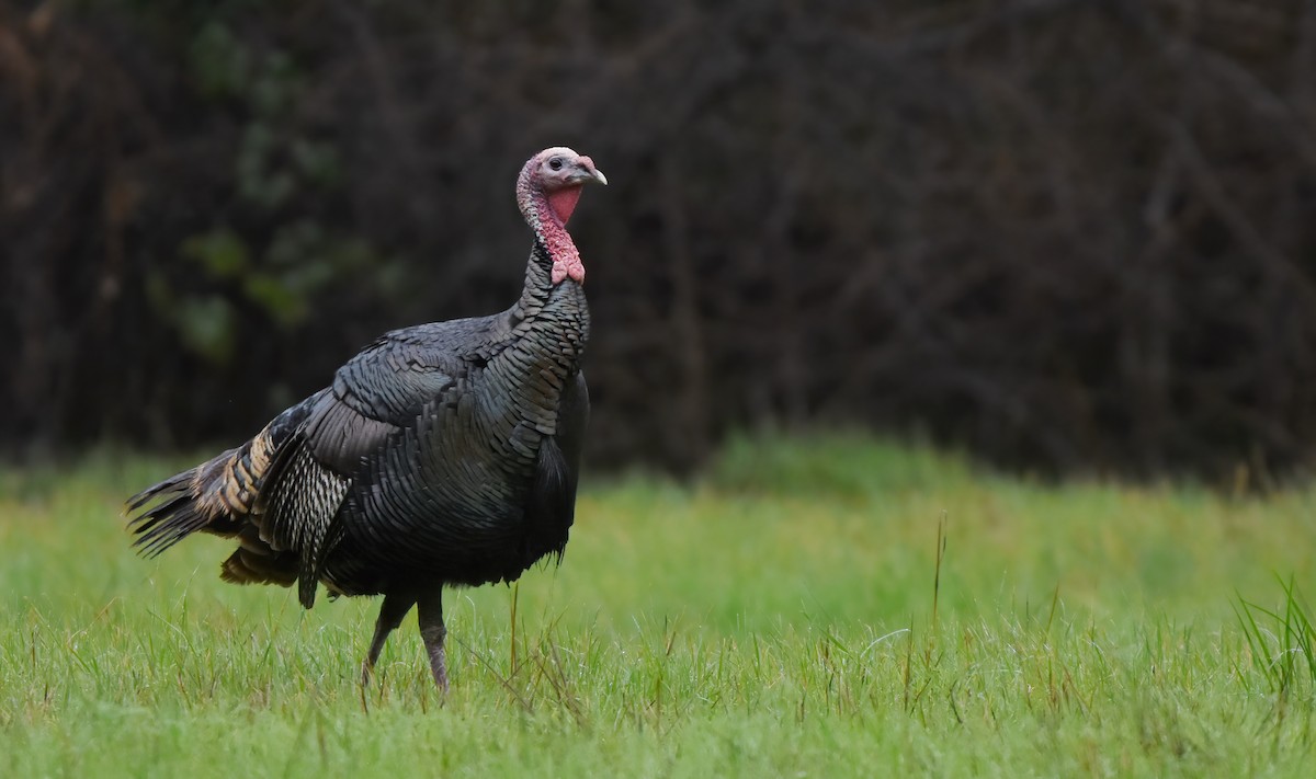 Wild Turkey - ML614273752