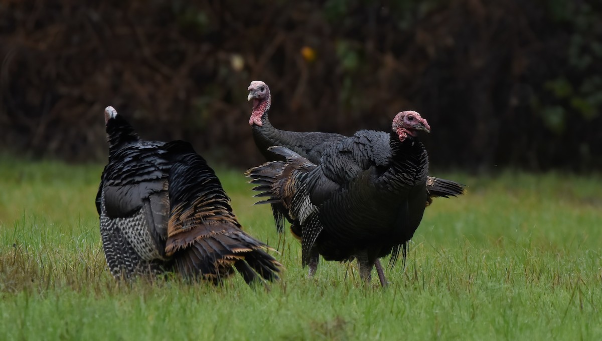 Wild Turkey - ML614273754