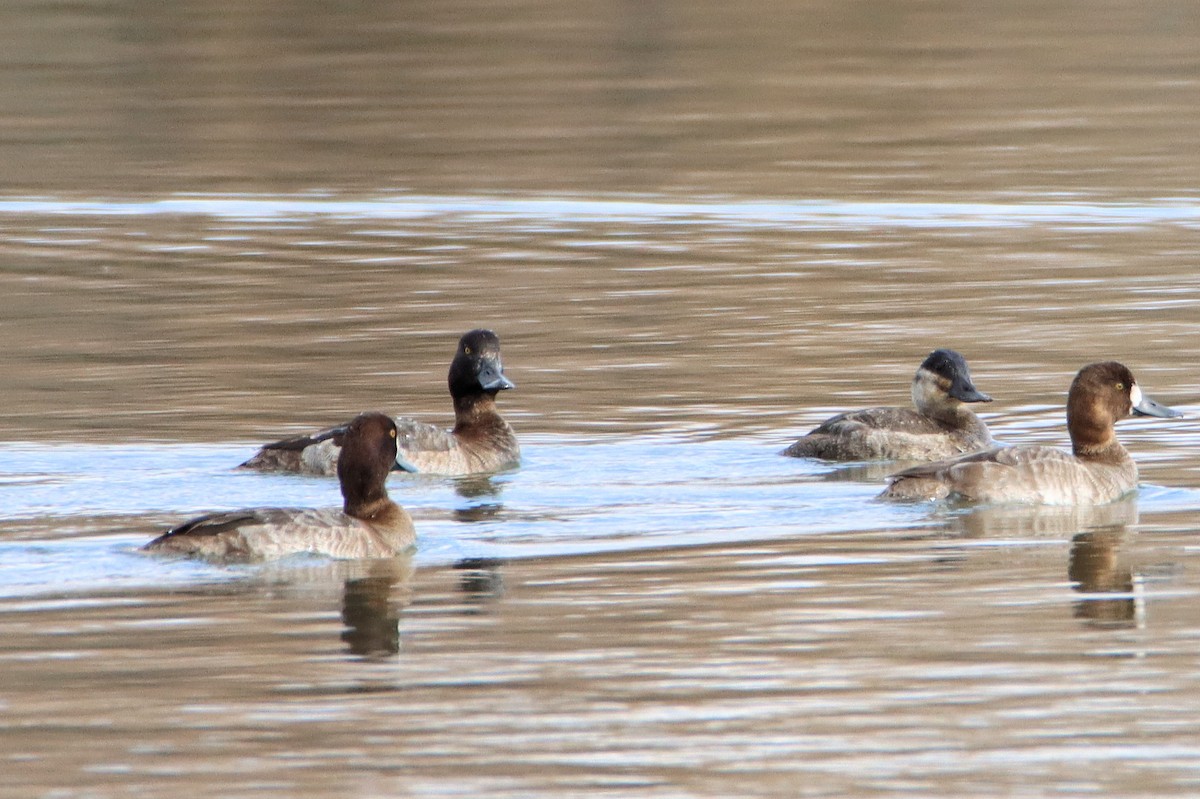 Greater Scaup - ML614273770