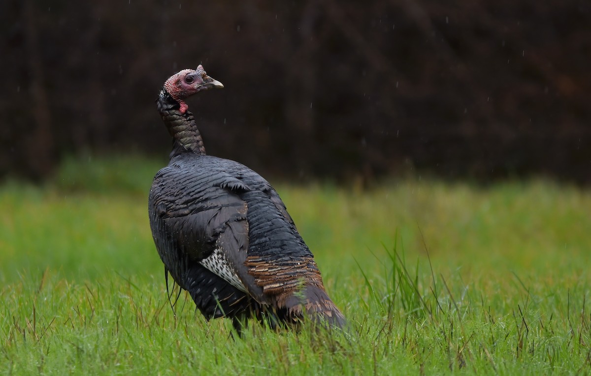 Wild Turkey - ML614273818