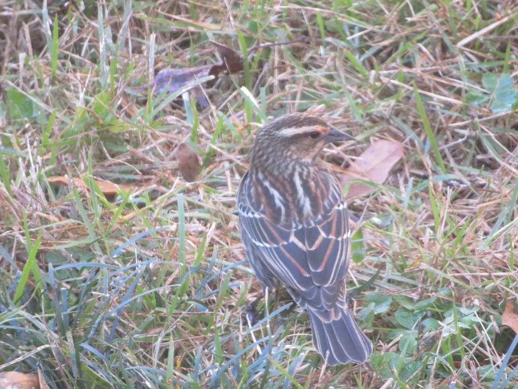 Red-winged Blackbird (Red-winged) - Cathy Cornelius