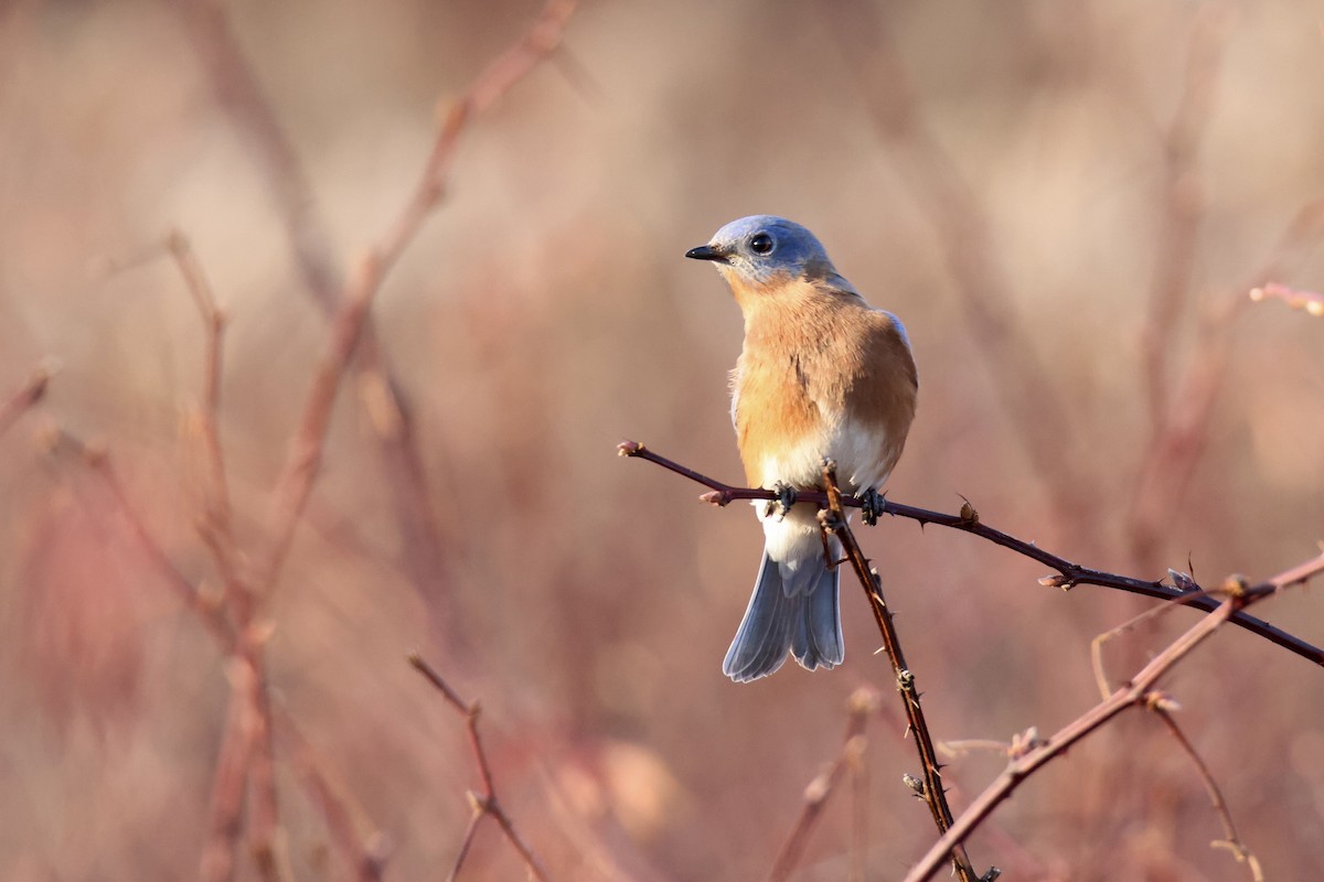 Eastern Bluebird - ML614273871