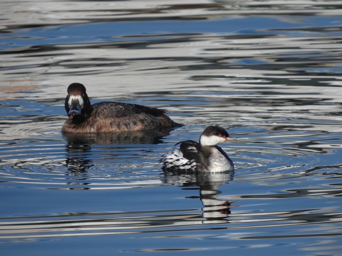 Greater Scaup - Young Gul Kim