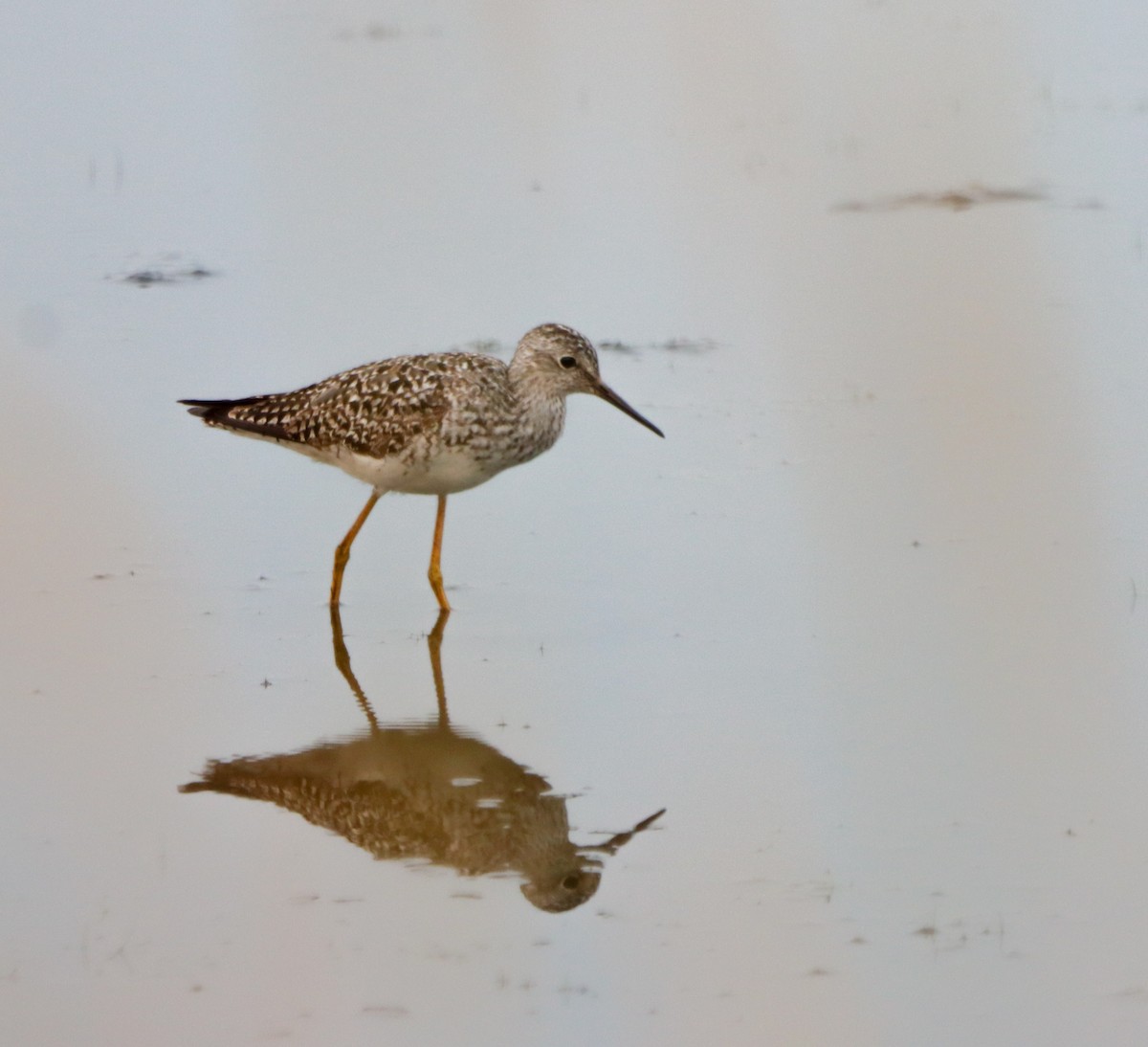 Lesser Yellowlegs - Jacob Meier