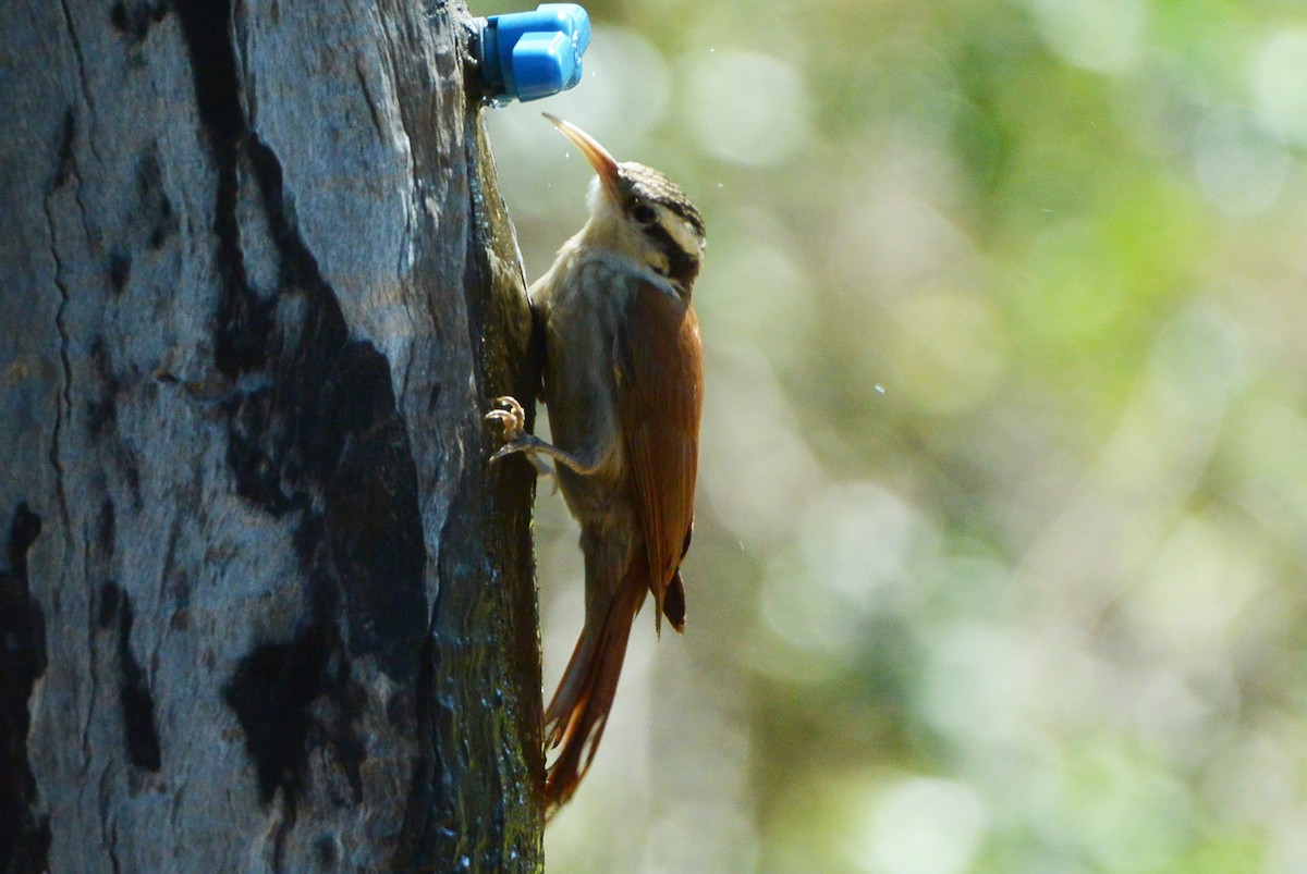 Narrow-billed Woodcreeper - ML614273915