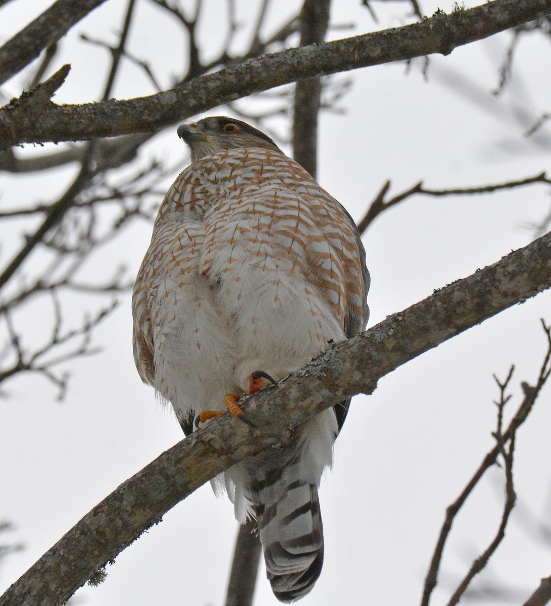 Cooper's Hawk - ML614273916