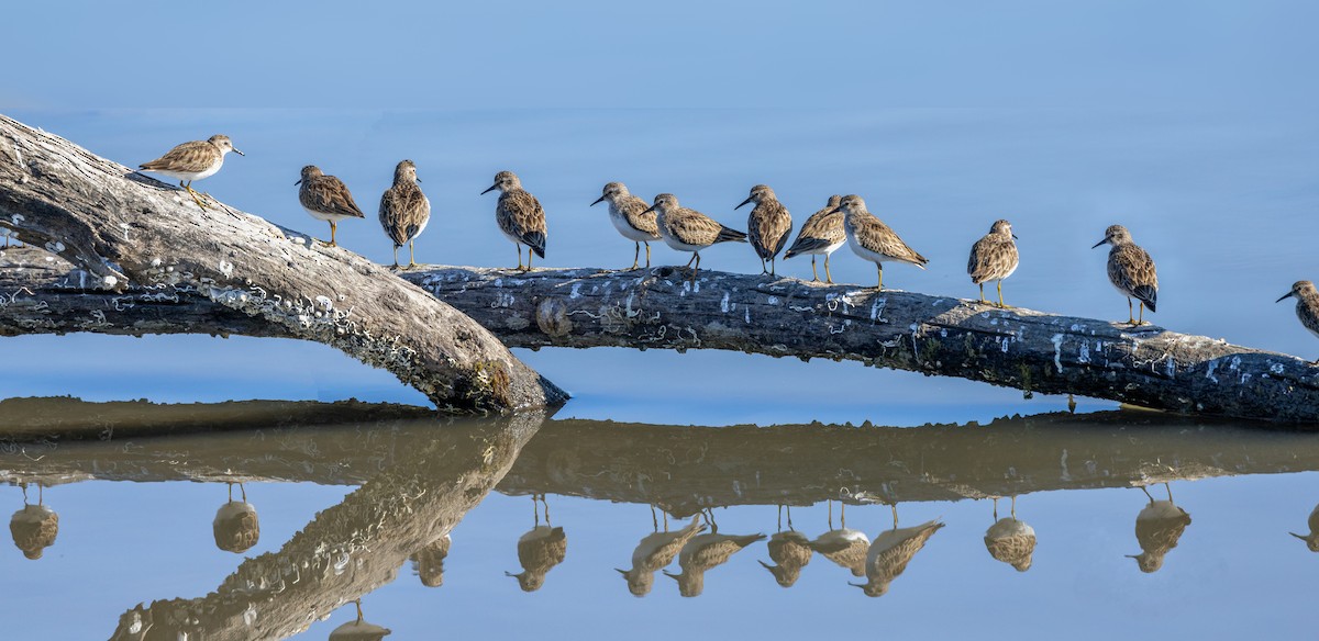 Least Sandpiper - Joseph Pescatore