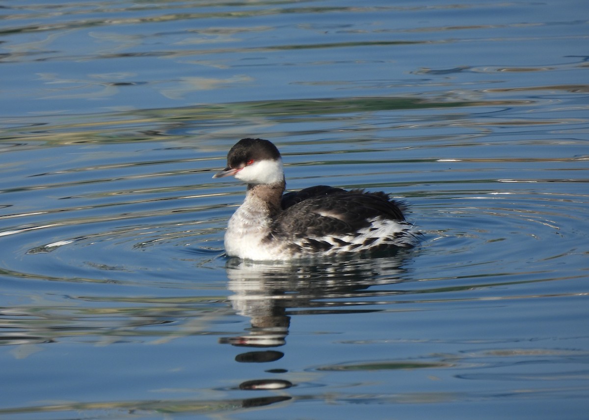 Horned Grebe - ML614273944