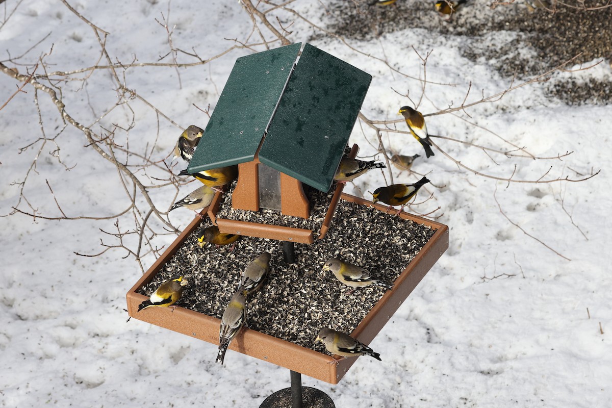 Evening Grosbeak - ML614273960