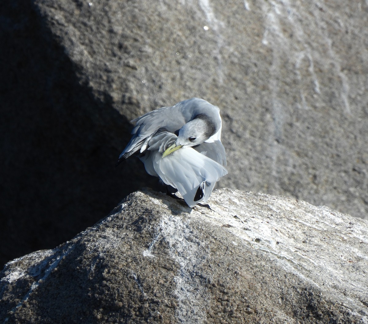 Black-legged Kittiwake - ML614273966