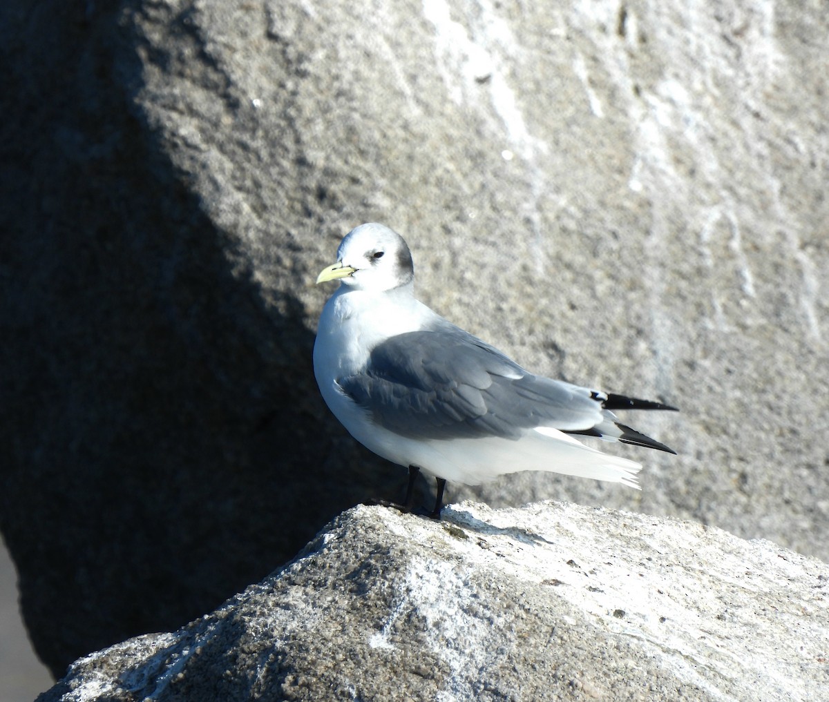 Gaviota Tridáctila - ML614273968