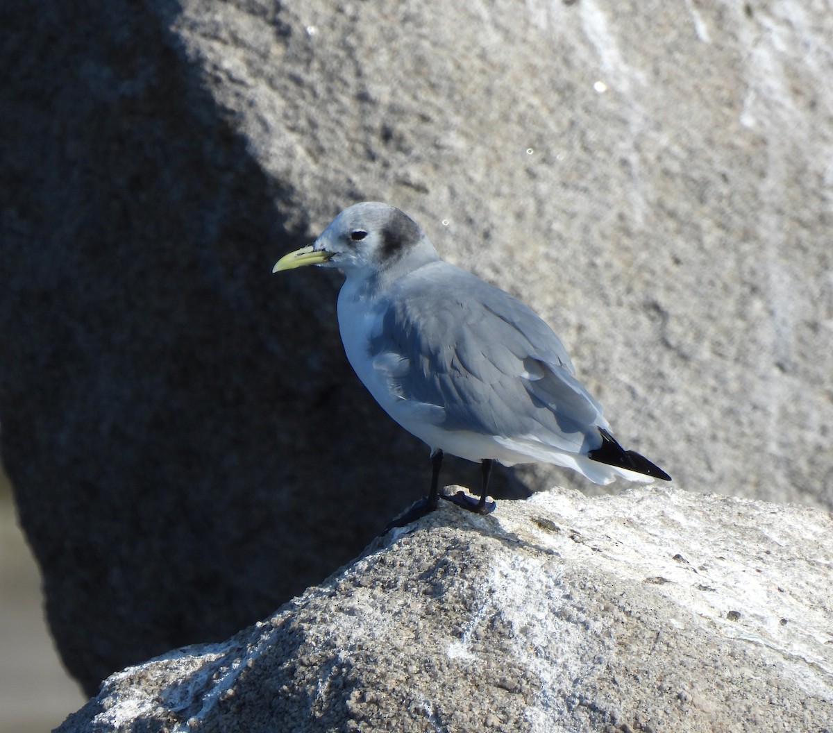 Black-legged Kittiwake - ML614273969