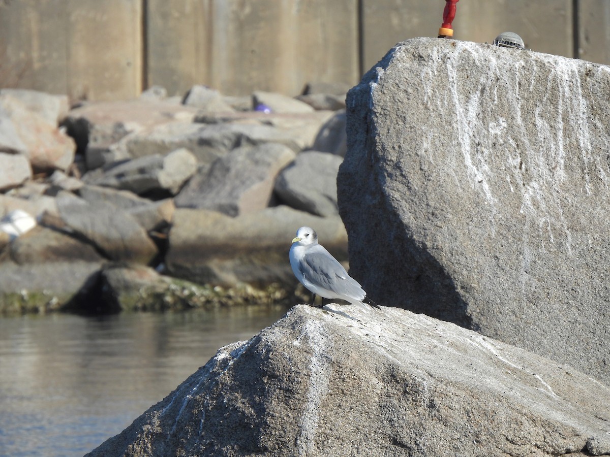 Black-legged Kittiwake - Young Gul Kim