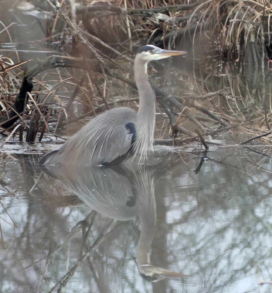 Great Blue Heron - ML614273973