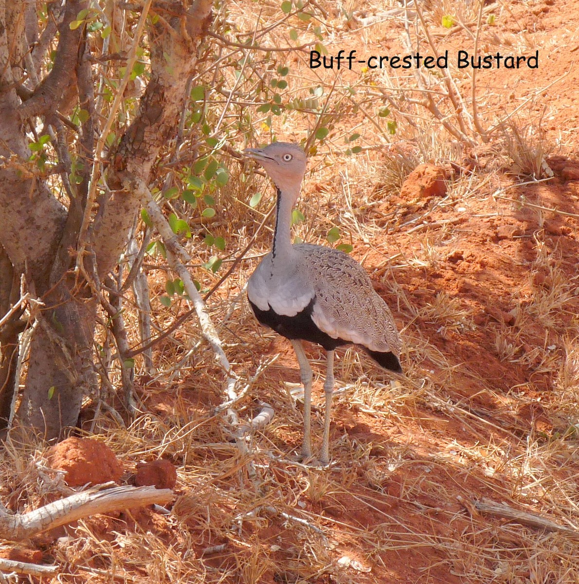 Buff-crested Bustard - ML614274053