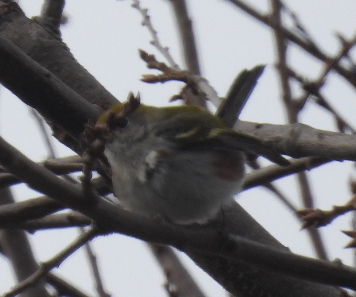 Chestnut-sided Warbler - ML614274113