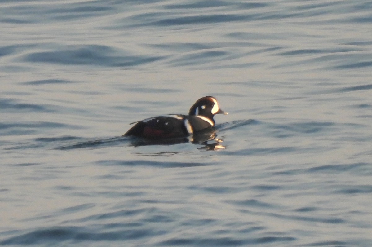 Harlequin Duck - ML614274213