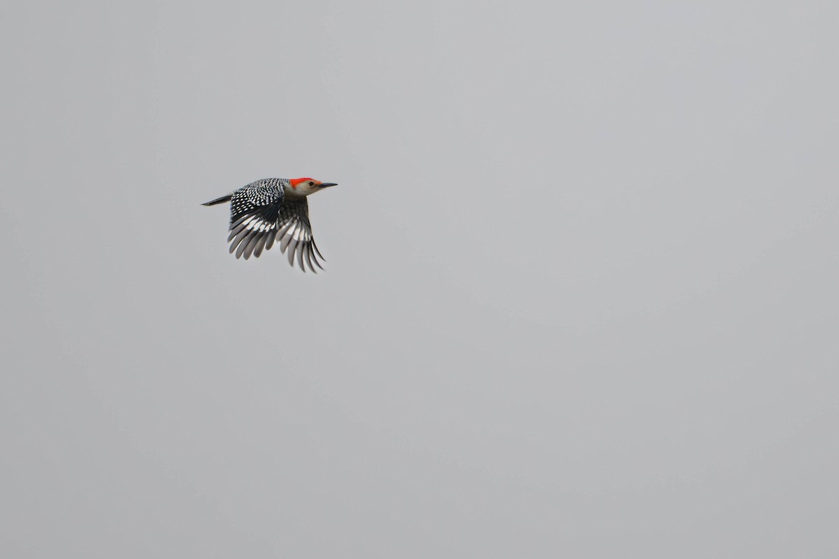 Red-bellied Woodpecker - ML614274265