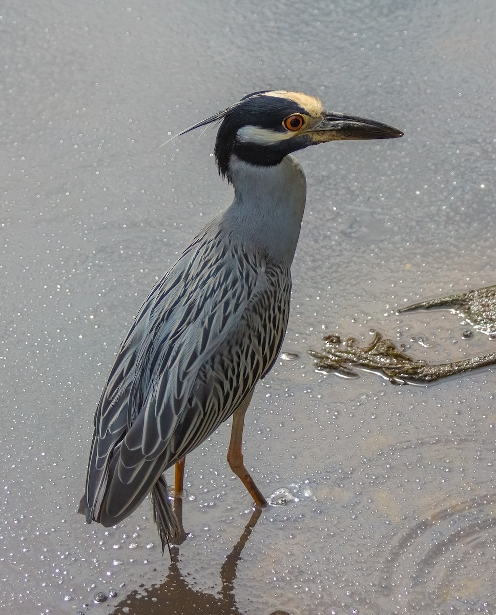 Yellow-crowned Night Heron - ML614274340