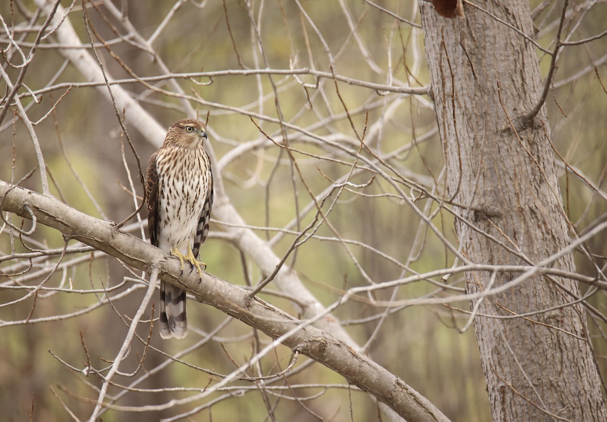 Cooper's Hawk - ML614274355