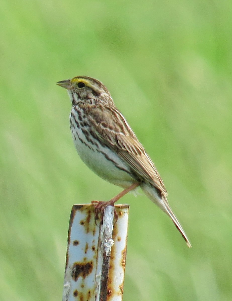 Savannah Sparrow - ML61427441